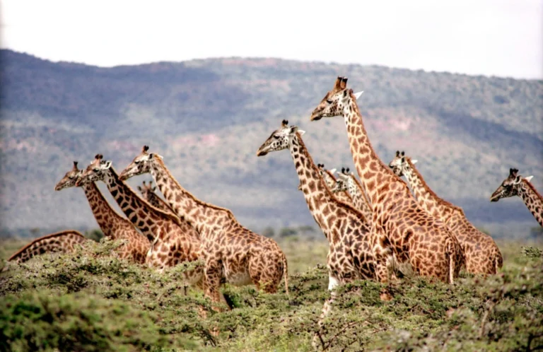 Want to Travel Africa in 2025? Here’s Your Ultimate Guide to the Best Destinations